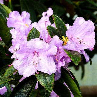 Rhododendron 'Praecox' (Rhododendron dauricum)