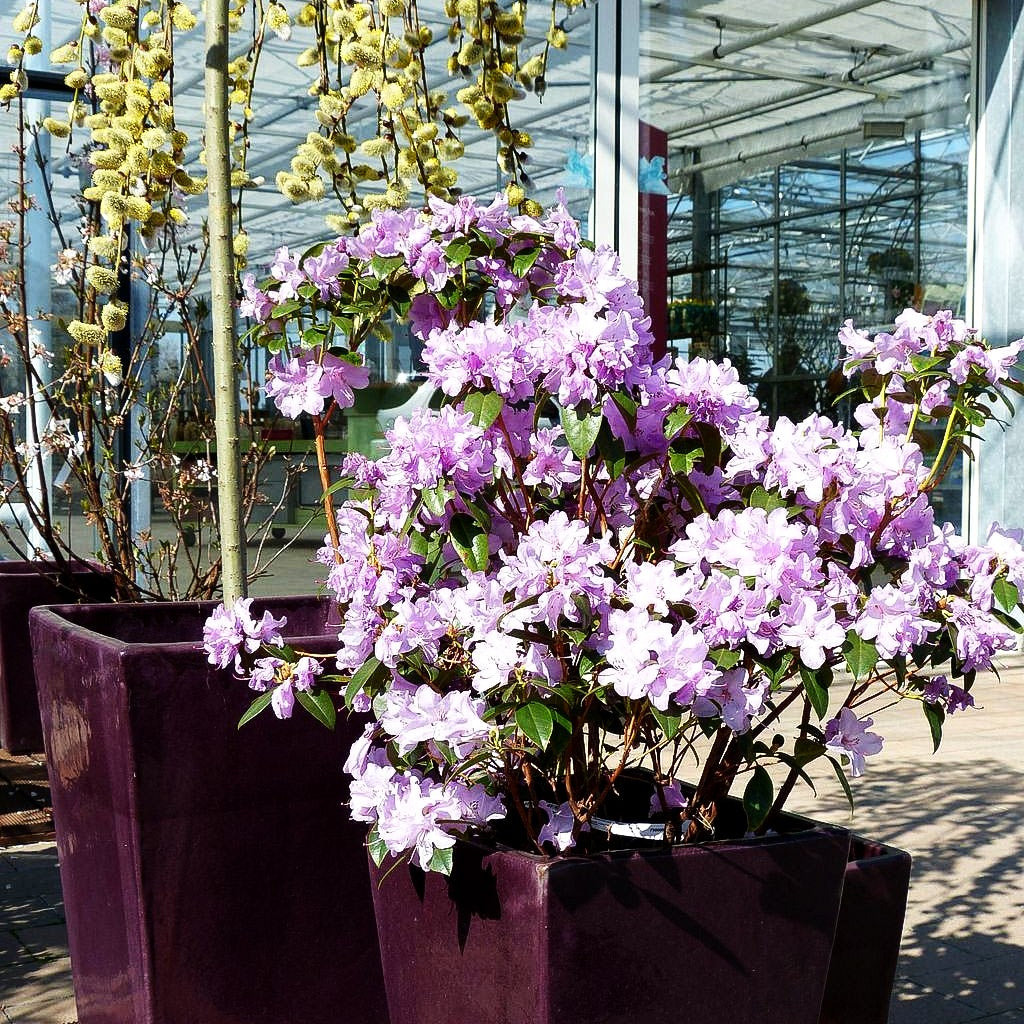 Rhododendron 'Praecox' (Rhododendron dauricum)