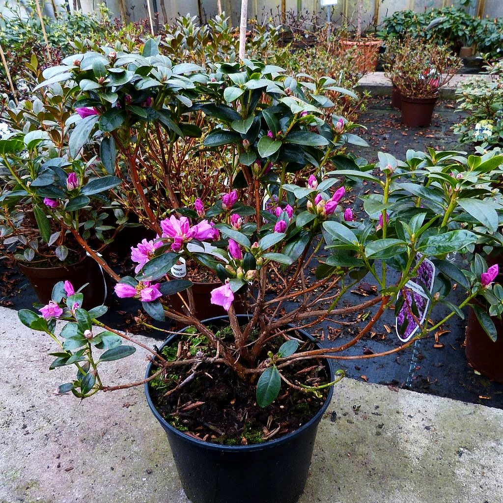 Rhododendron 'Praecox' (Rhododendron dauricum)