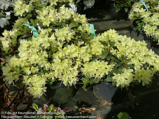 Rhododendron 'Princess Anne' (Rhododendron hanceanum)