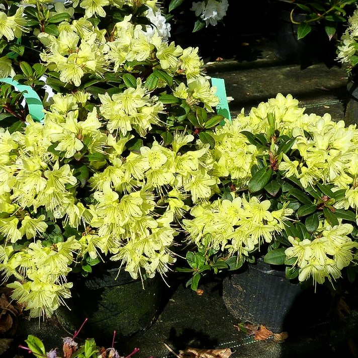 Rhododendron 'Princess Anne' (Rhododendron hanceanum)