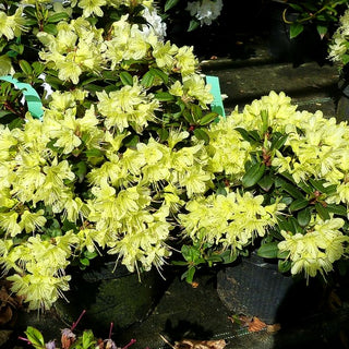 Rhododendron 'Princess Anne' (Rhododendron hanceanum)
