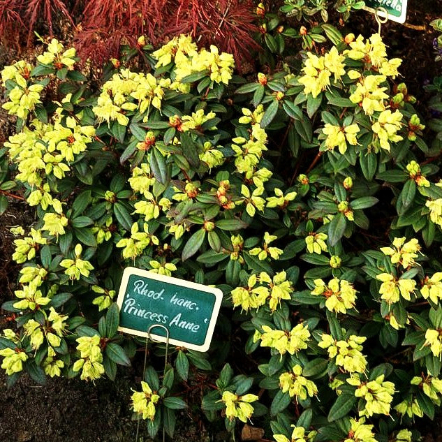 Rhododendron 'Princess Anne' (Rhododendron hanceanum)