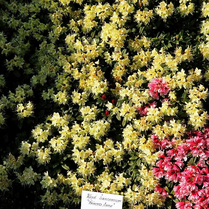 Rhododendron 'Princess Anne' (Rhododendron hanceanum)