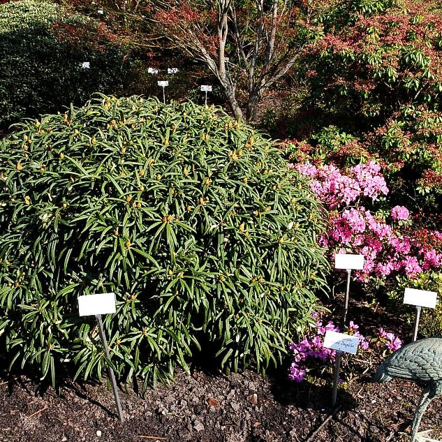 Rhododendron (Rhododendron makinoi II)
