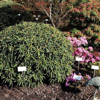 Rhododendron (Rhododendron makinoi II)