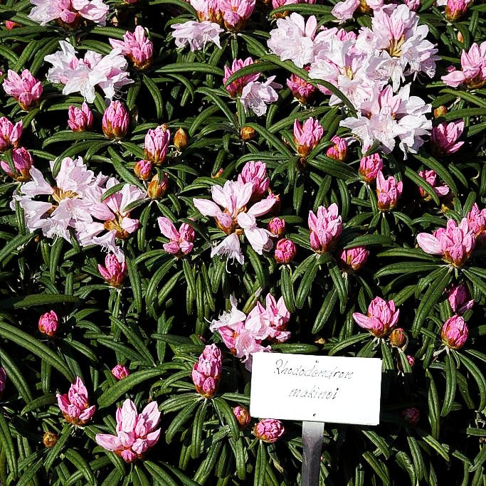 Rhododendron (Rhododendron makinoi II)