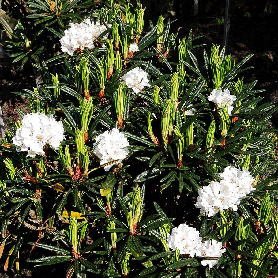 Rhododendron (Rhododendron roxieanum oreonastes III)