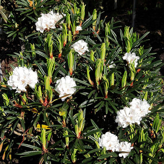 Rhododendron (Rhododendron roxieanum oreonastes III)