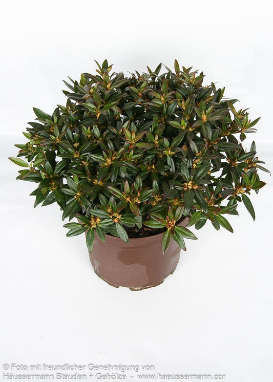Rhododendron 'Robert Seleger' (Rhododendron keleticum)
