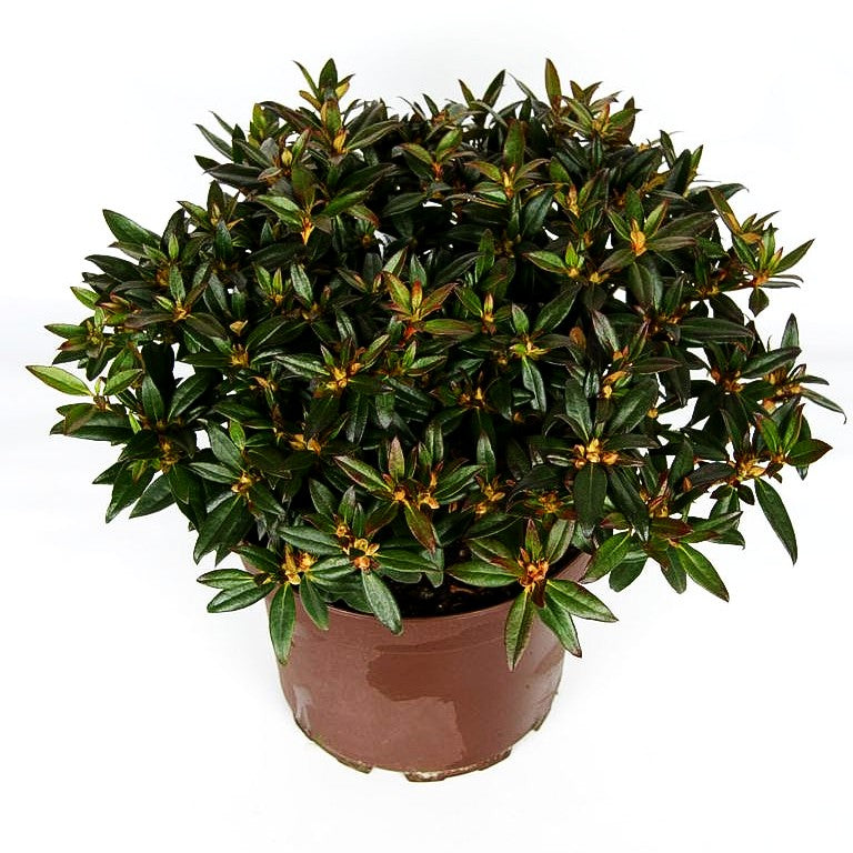 Rhododendron 'Robert Seleger' (Rhododendron keleticum)