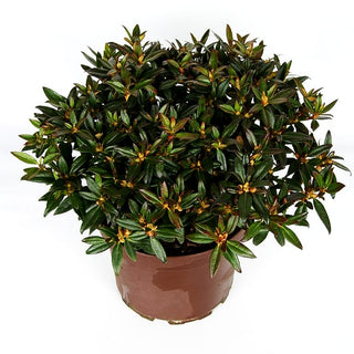 Rhododendron 'Robert Seleger' (Rhododendron keleticum)