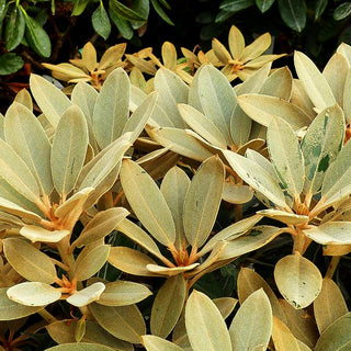 Rhododendron 'Silbervelours' (Rhododendron pachysanthum III)