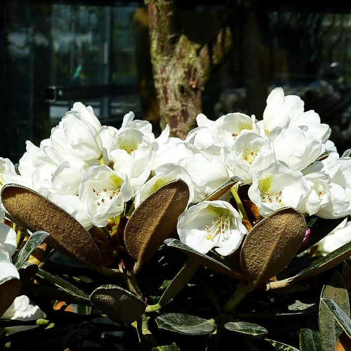 Rhododendron 'Silbervelours' (Rhododendron pachysanthum III)