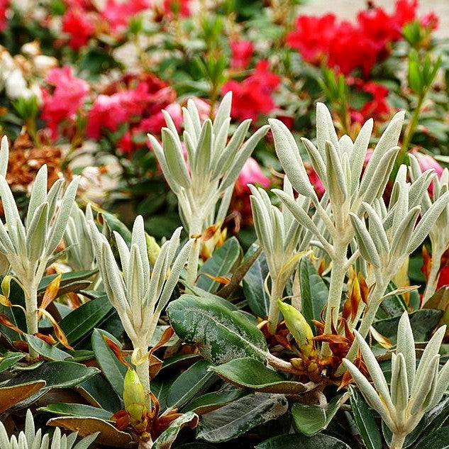 Rhododendron 'Silbervelours' (Rhododendron pachysanthum III)