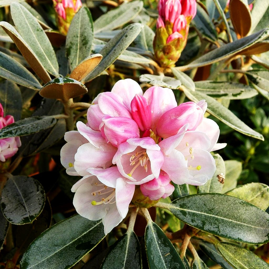 Rhododendron 'Silbervelours' (Rhododendron pachysanthum III)