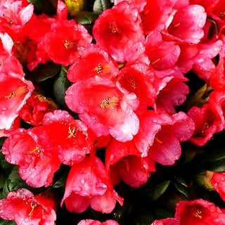 Rhododendron 'Topsi' (Rhododendron forrestii III)