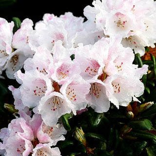 Rhododendron 'Web's Bee' (Rhododendron proteoides III)