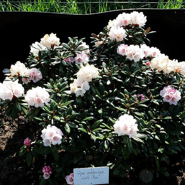 Rhododendron 'Web's Bee' (Rhododendron proteoides III)