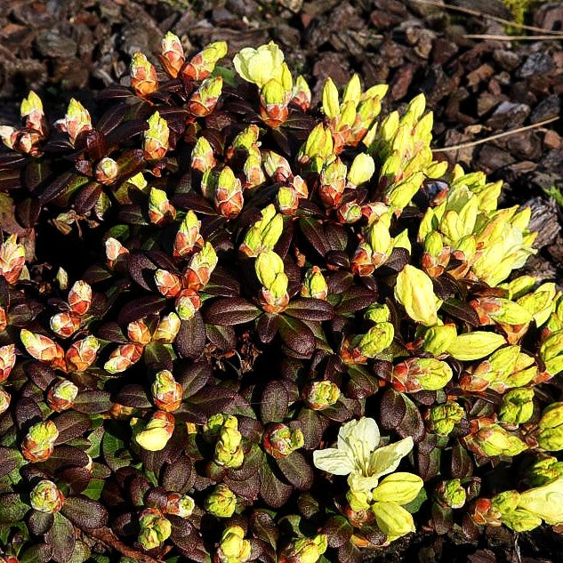 Rhododendron 'Wren' (Rhododendron ludlowii)