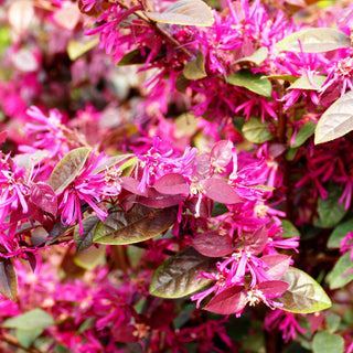 Riemenblüte 'Black Pearl' (Loropetalum chinense)