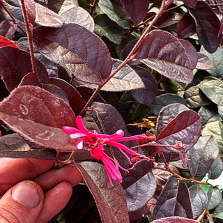 Riemenblüte 'Pipa's Red' (Loropetalum chinense)