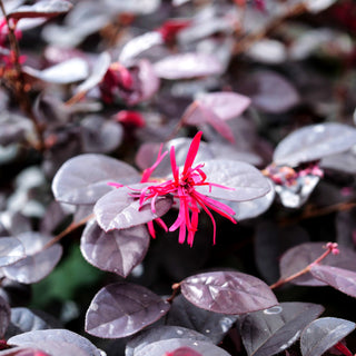 Riemenblüte 'Rouge de la Majorie' (Loropetalum chinense)