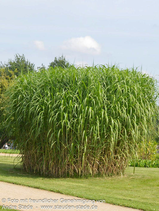 Riesen-Chinaschilf 'Aksel Olsen' (Miscanthus x giganteus)