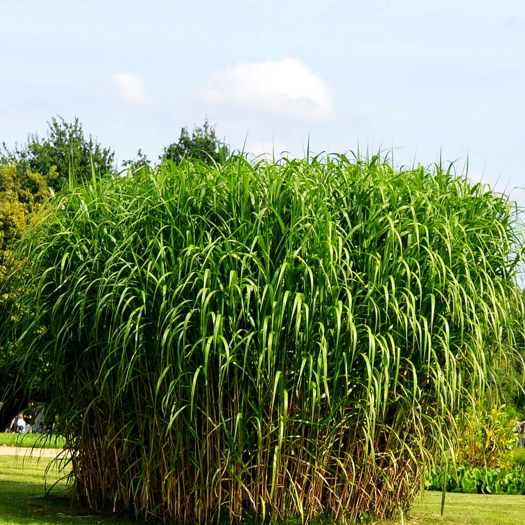 Riesen-Chinaschilf 'Aksel Olsen' (Miscanthus x giganteus)