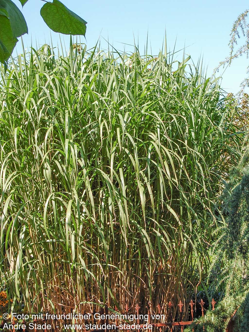 Riesen-Chinaschilf 'Aksel Olsen' (Miscanthus x giganteus)