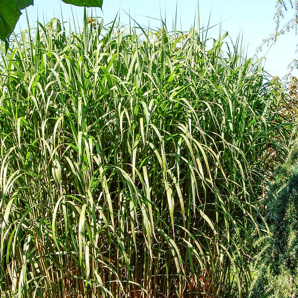 Riesen-Chinaschilf 'Aksel Olsen' (Miscanthus x giganteus)