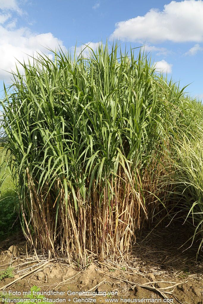 Riesen-Chinaschilf 'Aksel Olsen' (Miscanthus x giganteus)