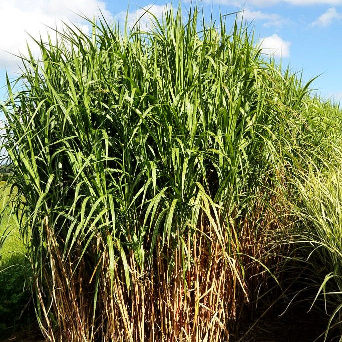 Riesen-Chinaschilf 'Aksel Olsen' (Miscanthus x giganteus)