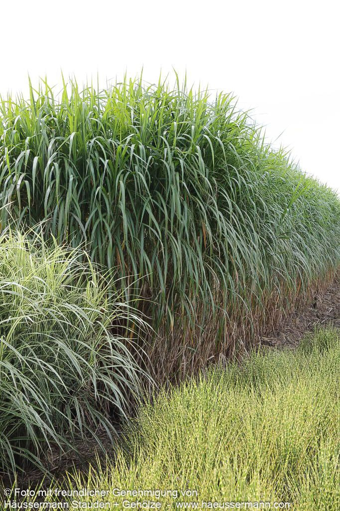 Riesen-Chinaschilf 'Aksel Olsen' (Miscanthus x giganteus)