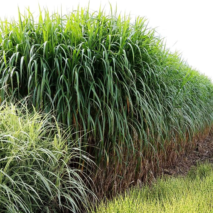 Riesen-Chinaschilf 'Aksel Olsen' (Miscanthus x giganteus)