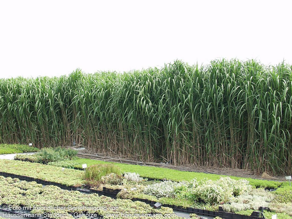 Riesen-Chinaschilf 'Aksel Olsen' (Miscanthus x giganteus)