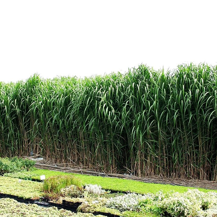 Riesen-Chinaschilf 'Aksel Olsen' (Miscanthus x giganteus)