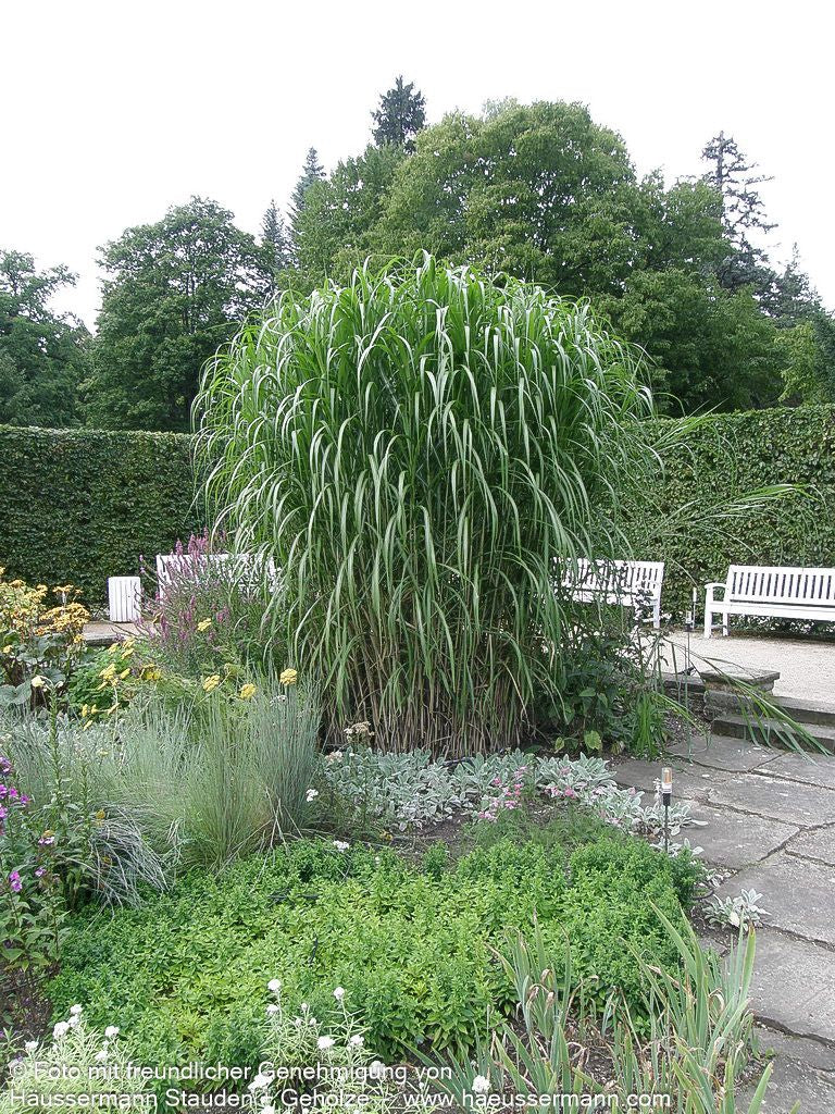 Riesen-Chinaschilf 'Aksel Olsen' (Miscanthus x giganteus)