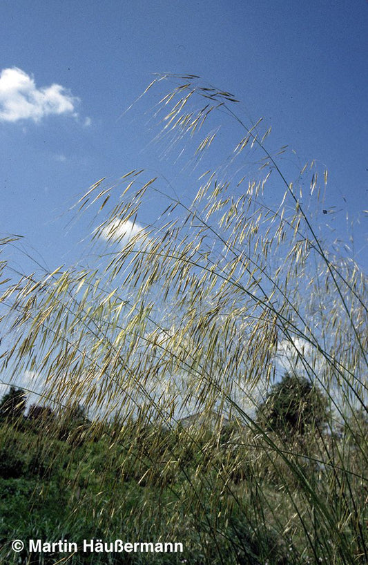 Riesen-Federgras (Stipa gigantea)
