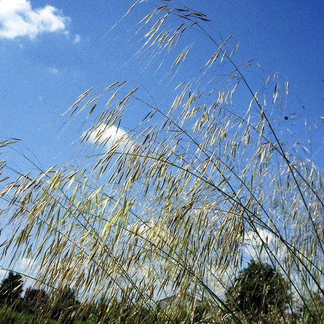 Riesen-Federgras (Stipa gigantea)