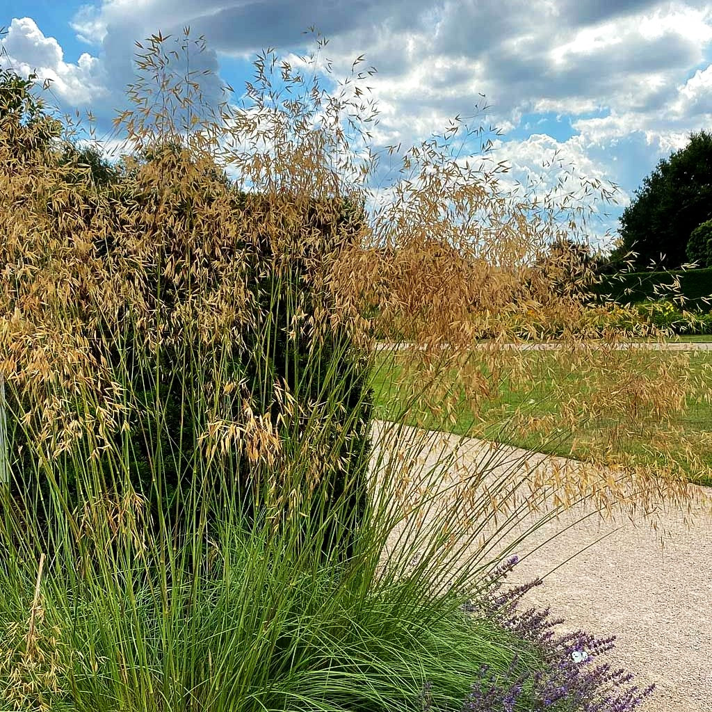 Riesen-Federgras (Stipa gigantea)