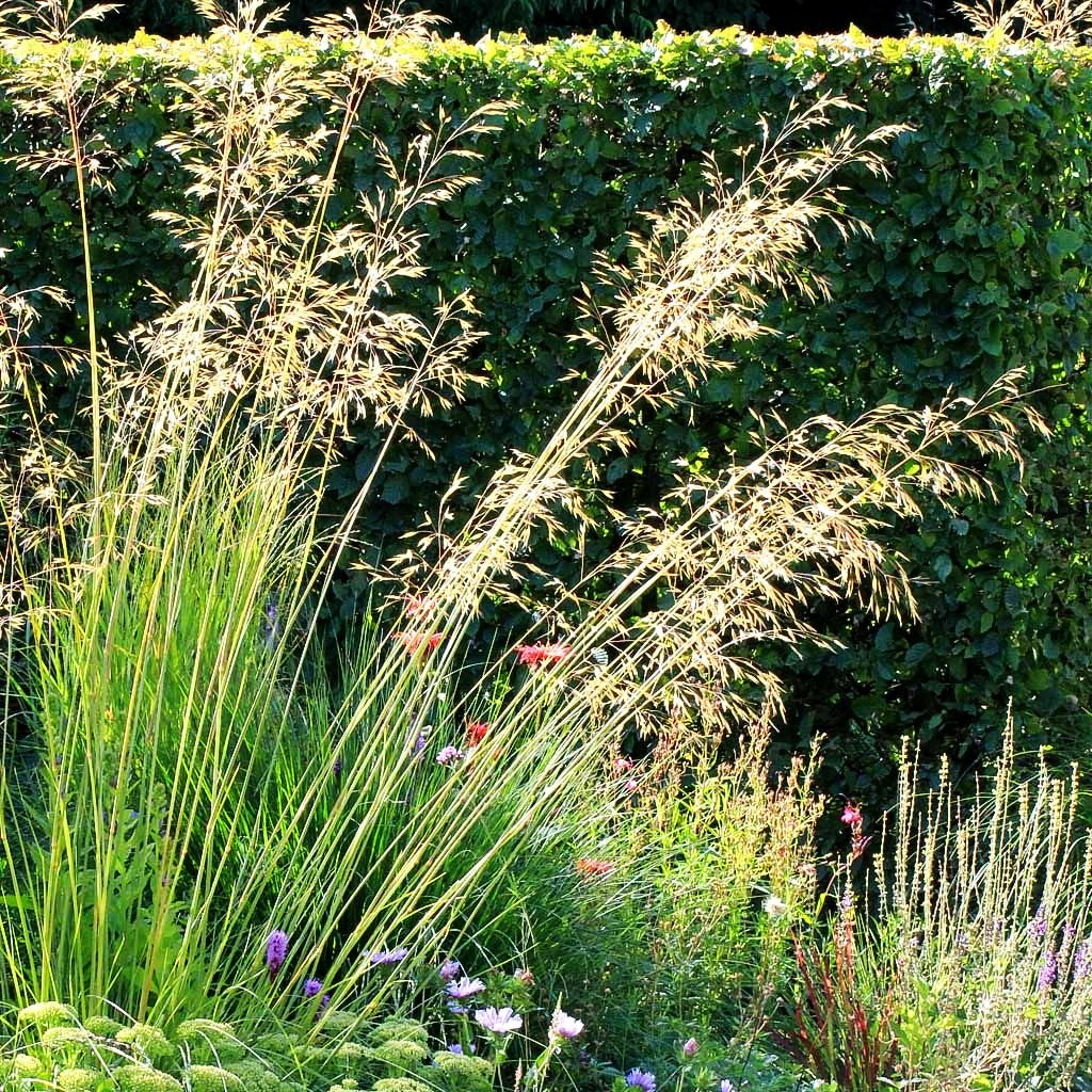 Riesen-Federgras (Stipa gigantea)