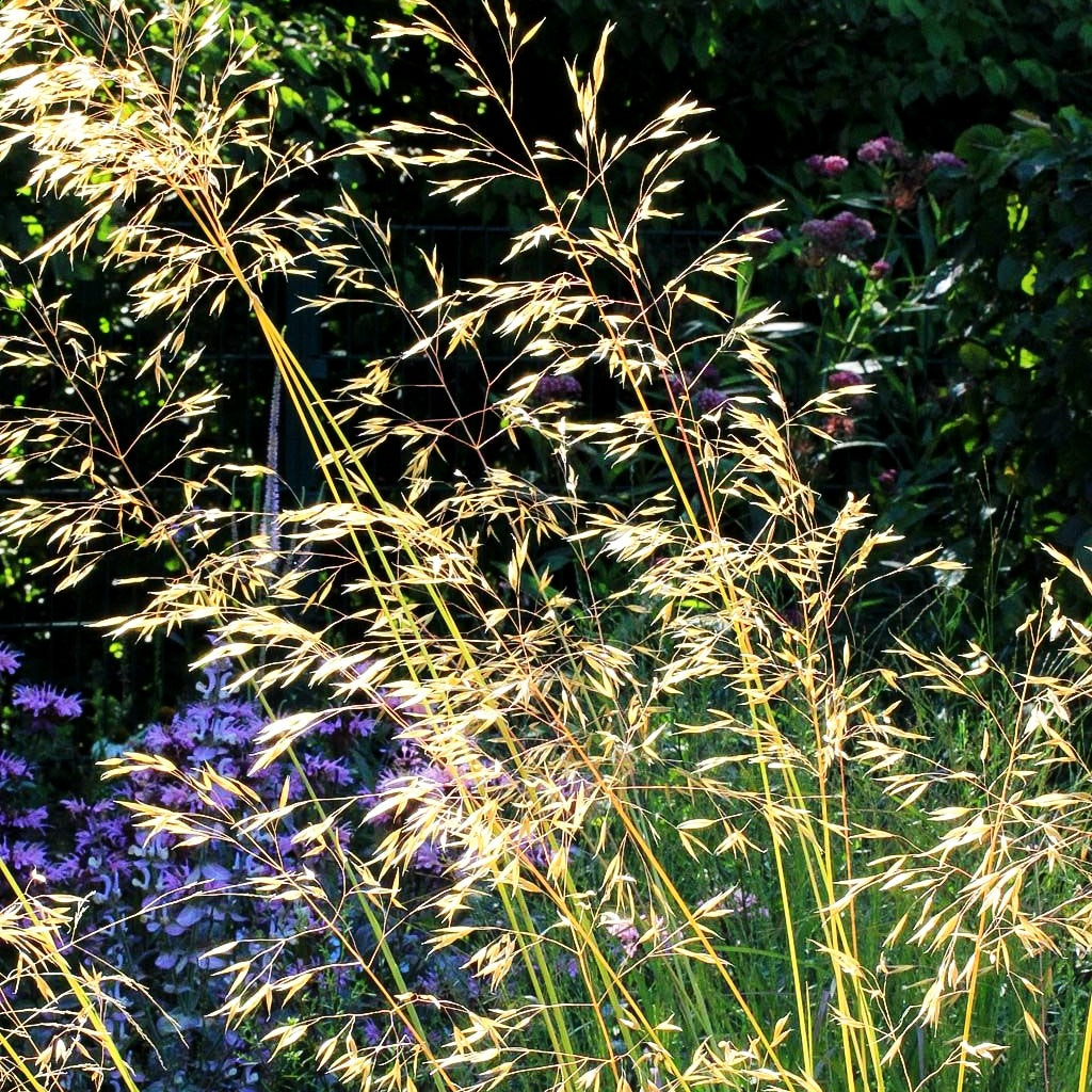 Riesen-Federgras (Stipa gigantea)