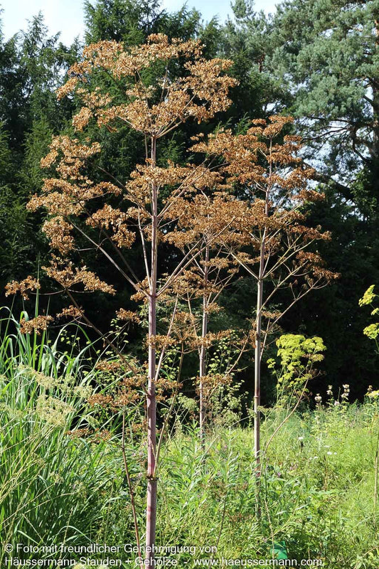 Riesen-Haarstrang (Peucedanum verticillare)