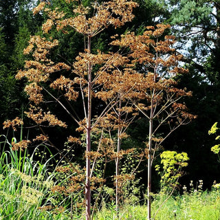 Riesen-Haarstrang (Peucedanum verticillare)