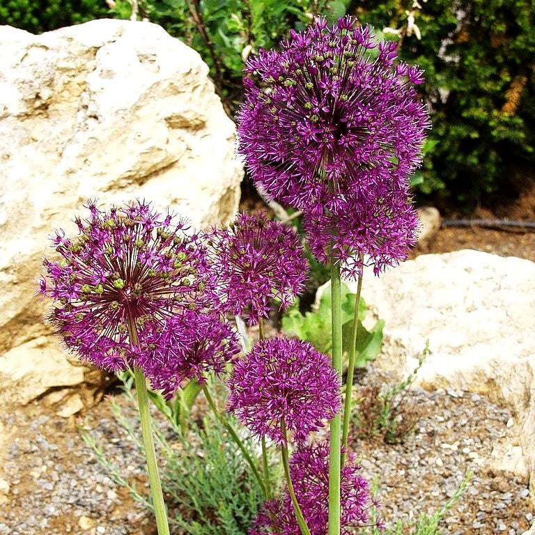 Riesen-Lauch (Allium giganteum)