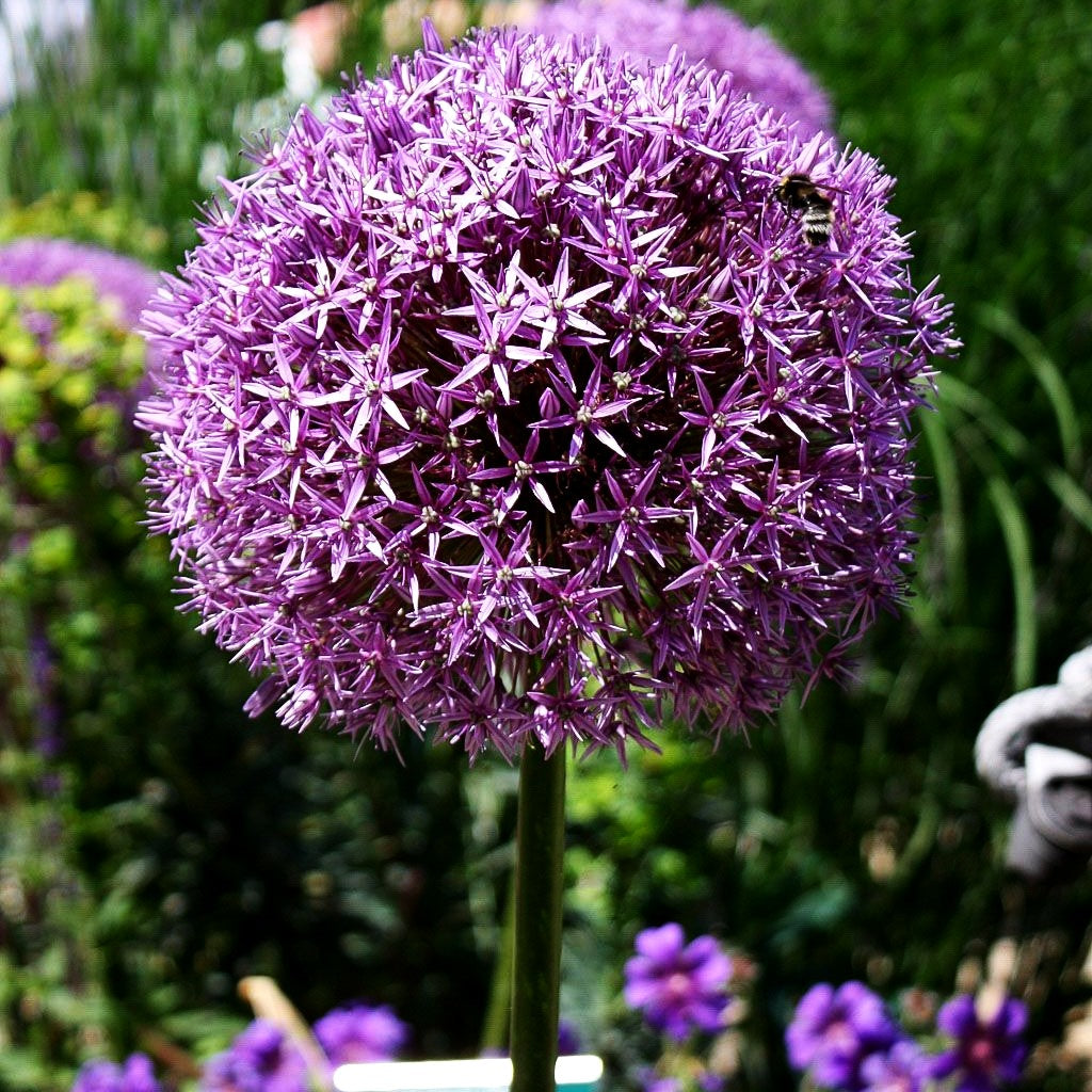 Riesen-Lauch (Allium giganteum)