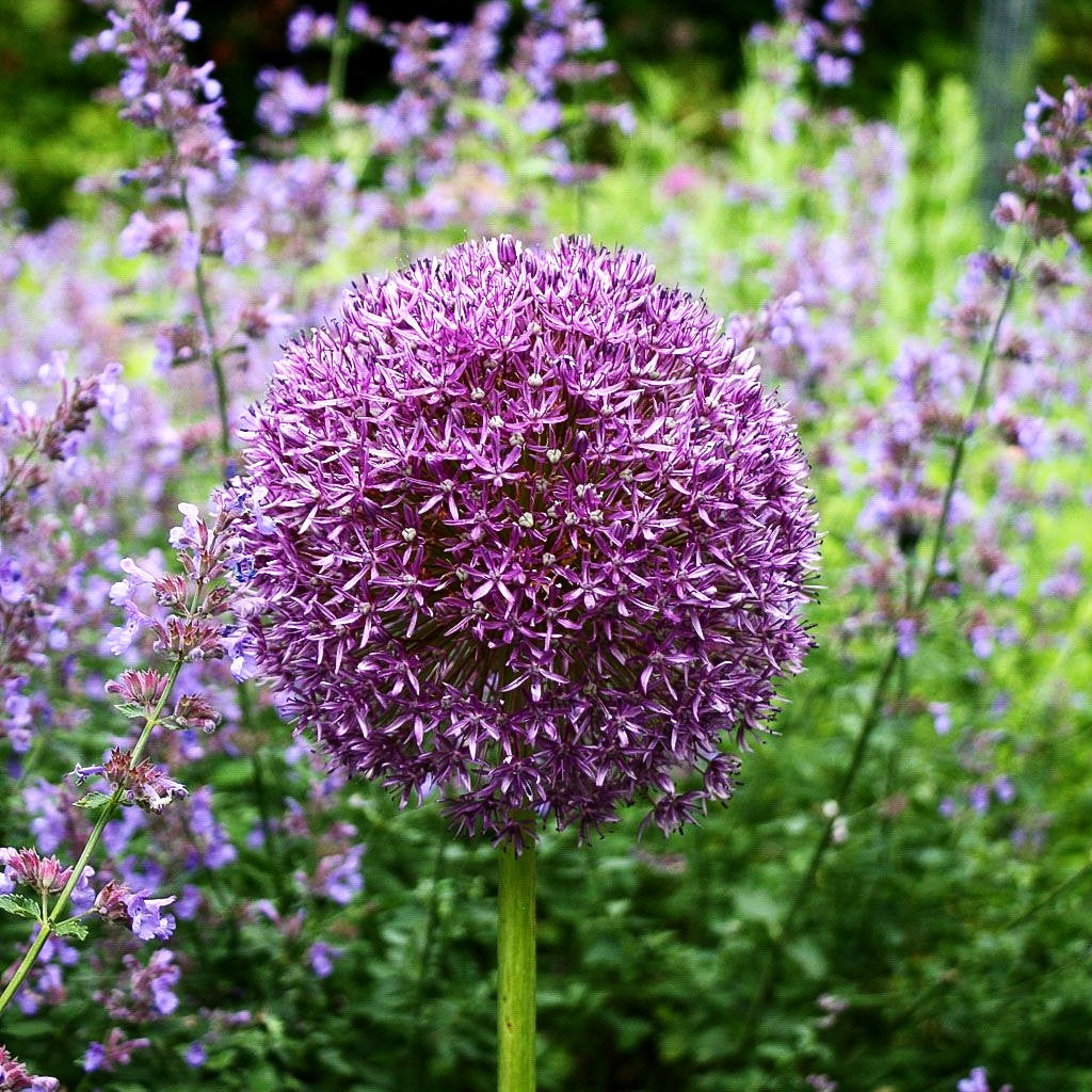Riesen-Lauch (Allium giganteum)