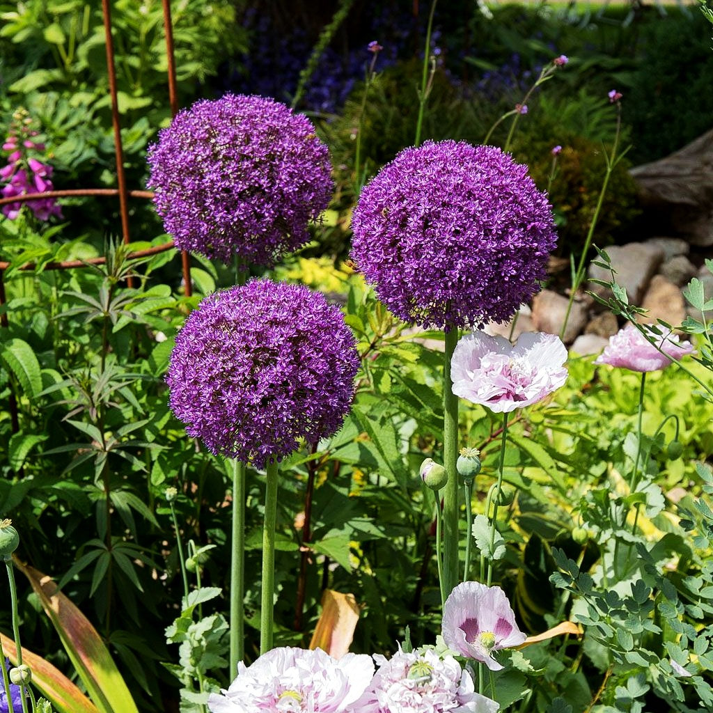 Riesen-Lauch 'Ambassador' (Allium giganteum)