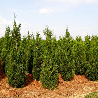Riesen-Lebensbaum 'Atrovirens' (Thuja plicata)